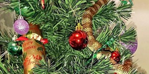 Australie : elle découvre un serpent-tigre dans son sapin de Noël