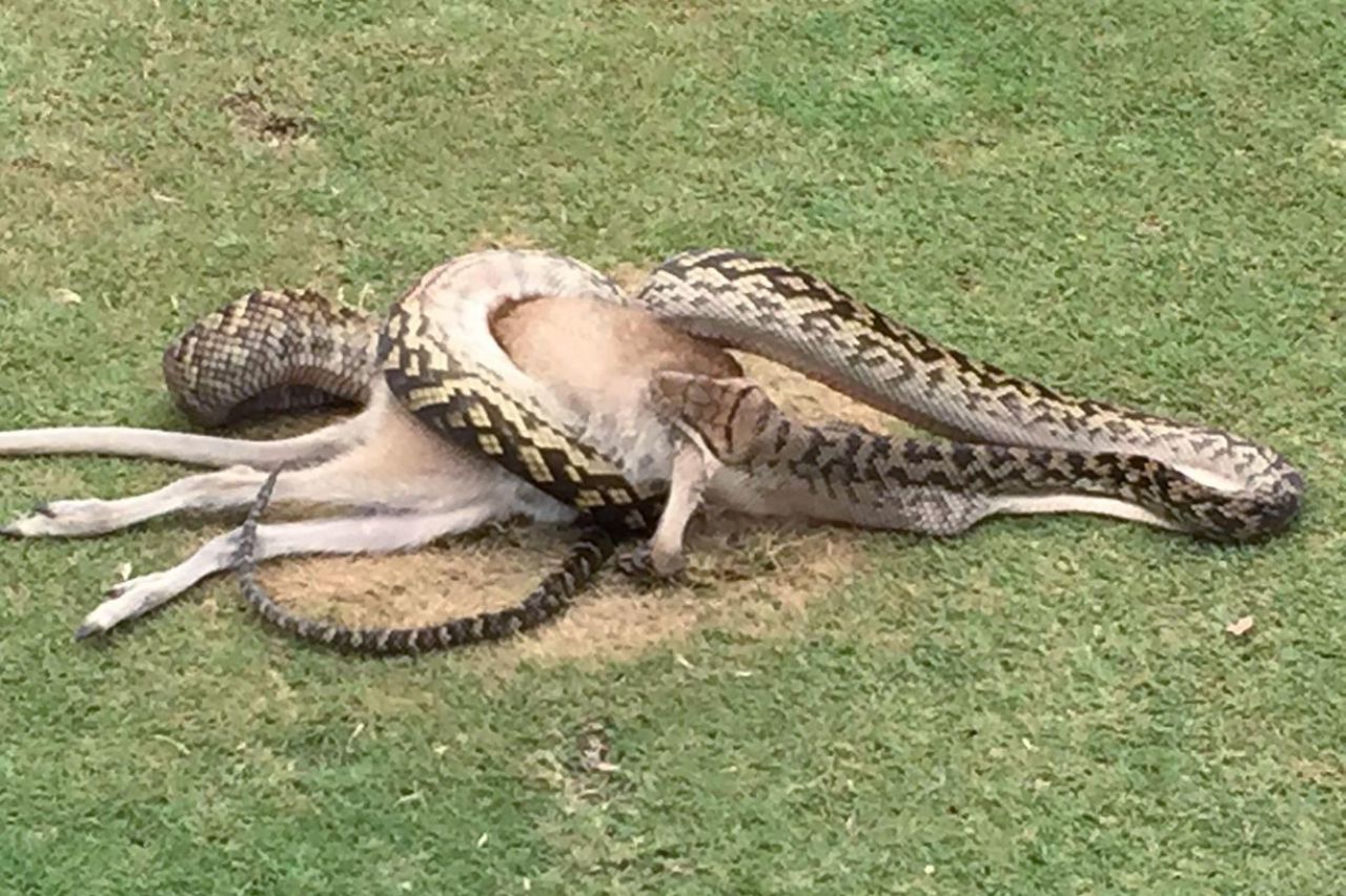 Australie : un python avale un wallaby tout entier sur un parcours de golf