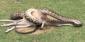 Australie : un python avale un wallaby tout entier sur un parcours de golf