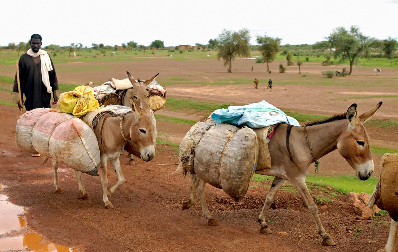 Braconnage : pitié pour les ânes d'Afrique