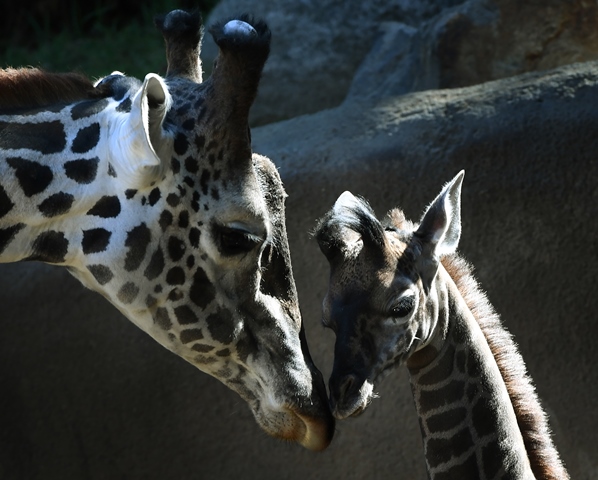 La girafe est désormais sur la liste des espèces menacées