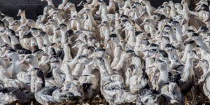 Grippe aviaire : ce qu'il faut savoir