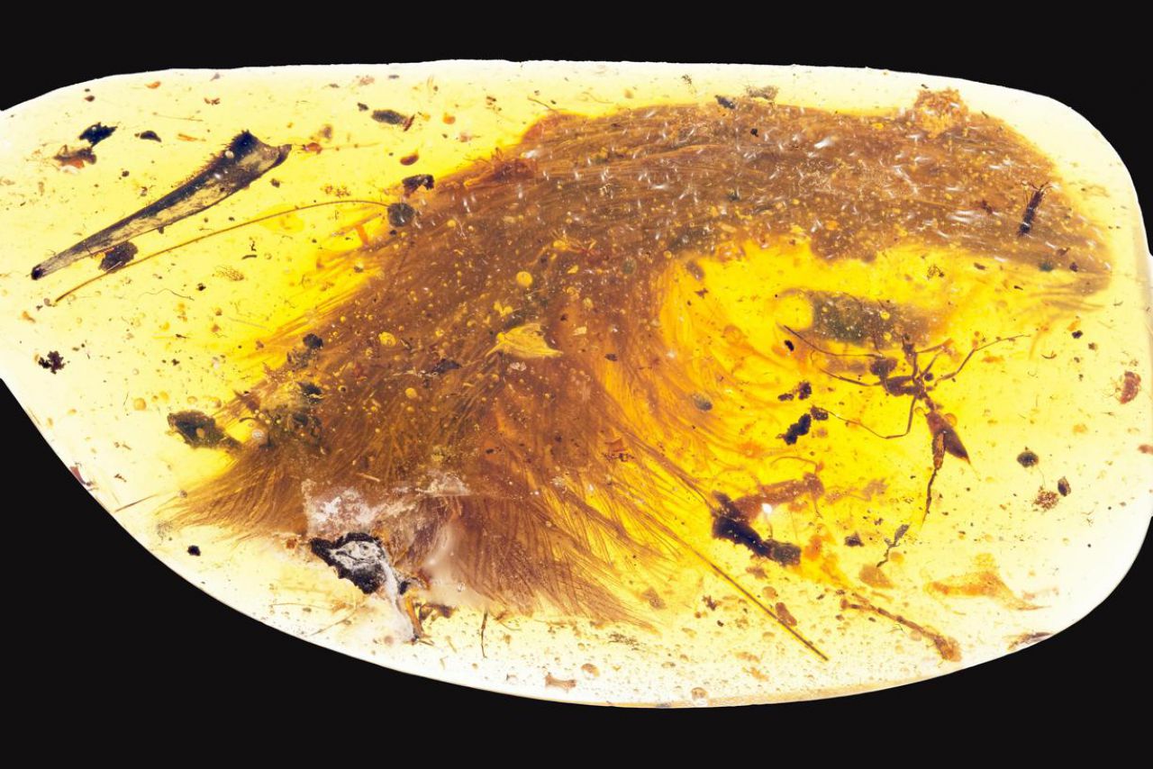 Une queue de dinosaure à plumes de 99 millions d'années retrouvée 
