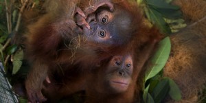 Thaïlande : deux jeunes orang-outans sauvés des trafiquants via WhatsApp