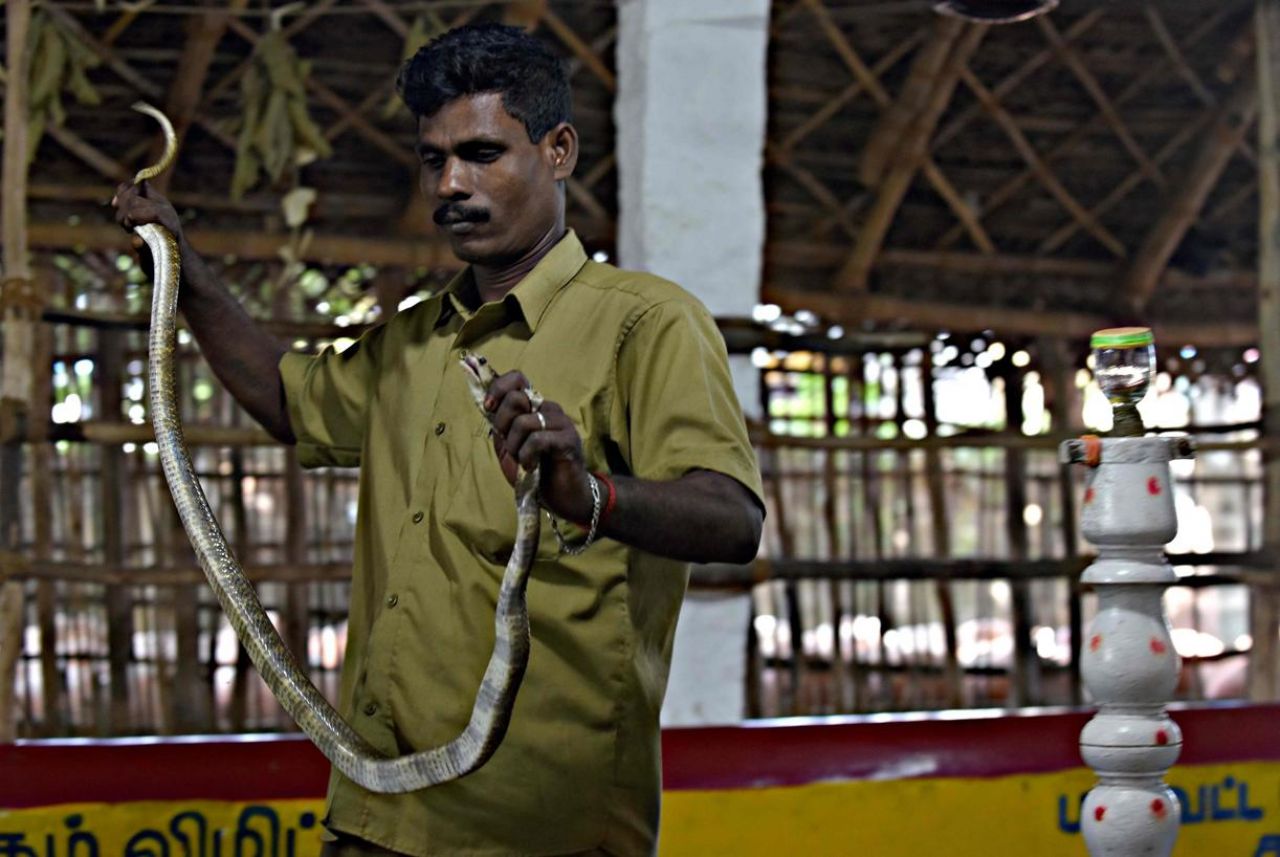 VIDEO. Inde : une tribu sauve des vies en attrapant des serpents