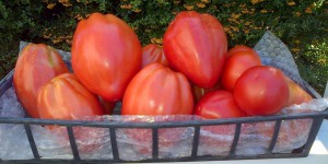Alimentation : et si les tomates retrouvaient leur goût ? 