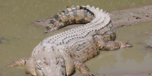 Australie : un homme tué par un crocodile en traversant une rivière