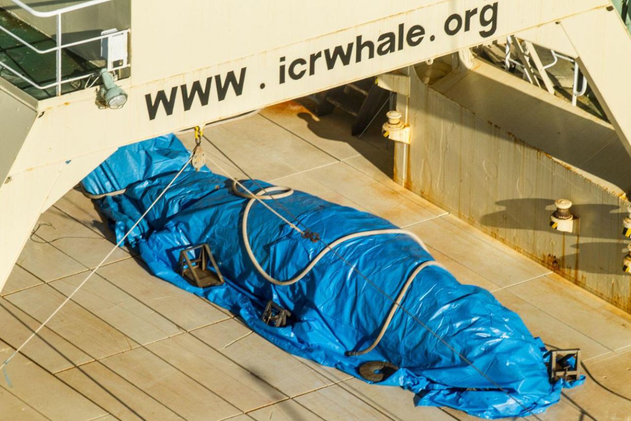 Chasse à la baleine : un baleinier japonais pris sur le fait en Antarctique