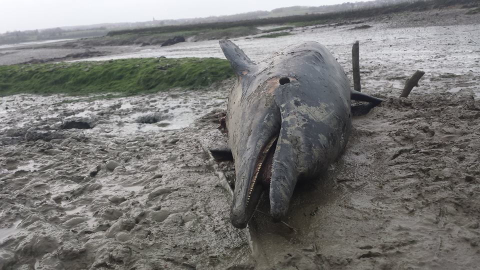 Côtes-d’Armor : un dauphin retrouvé scarifié, éventré et éviscéré sur la plage 