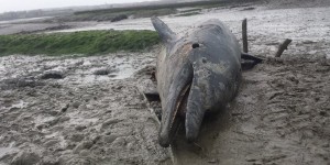 Côtes-d’Armor : un dauphin retrouvé scarifié, éventré et éviscéré sur la plage 