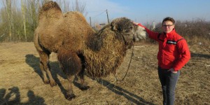Essonne : échappé du cirque, le chameau se retrouve sur un pont
