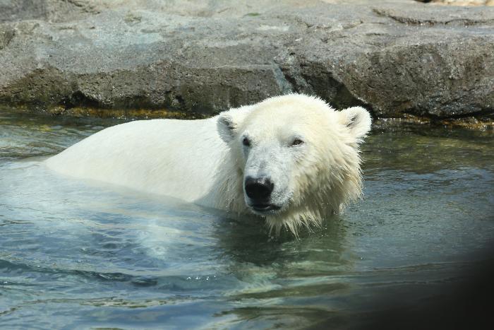 Etats-Unis : avant ses adieux, Obama propose un plan pour protéger les ours polaires