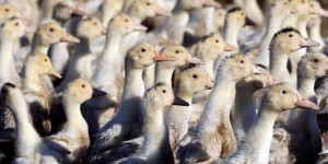 Grippe aviaire : l'abattage préventif des canards s'étend à 187 villes du Sud-Ouest
