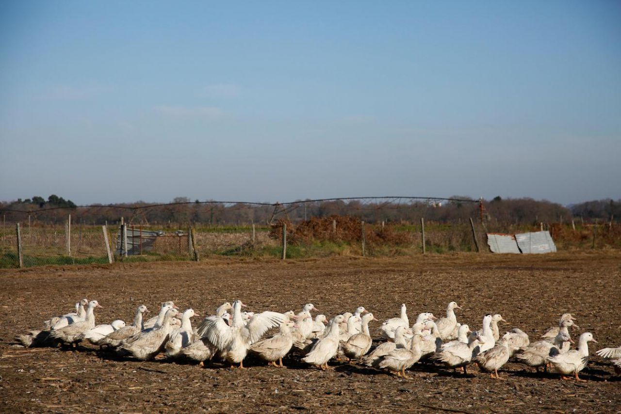 Grippe aviaire : l'abattage préventif, une exception française