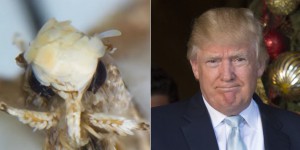 Cette nouvelle espèce de mite appelée Trump pour sa coiffure singulière