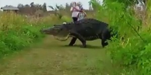 VIDEO. Un alligator géant filmé par des touristes en Floride