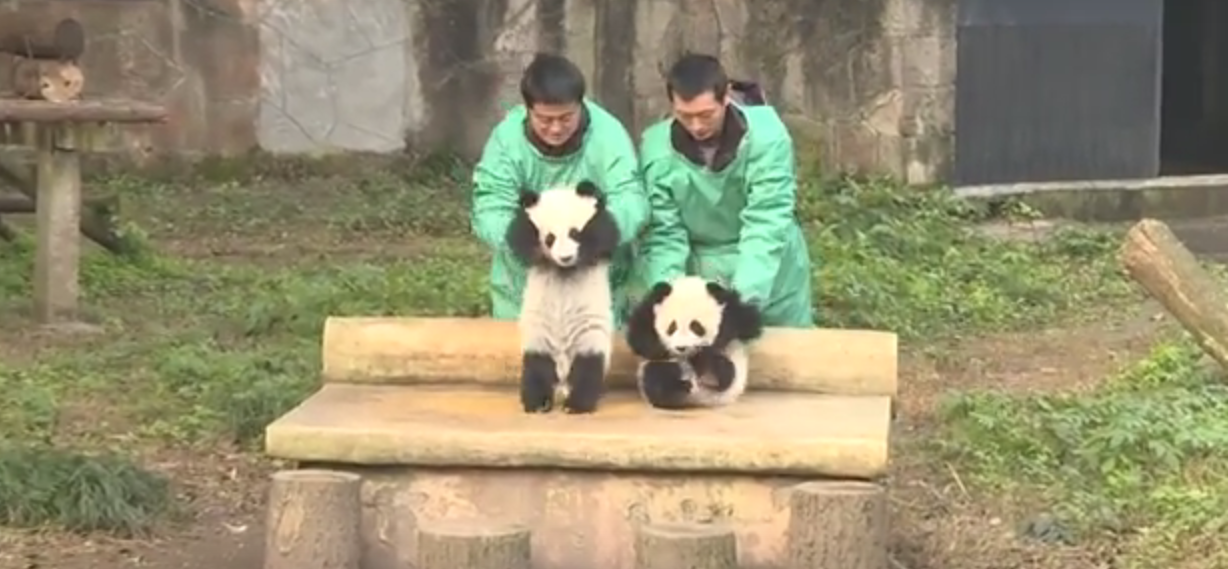 VIDEO. En Chine, les premiers pas délicats de pandas jumeaux 