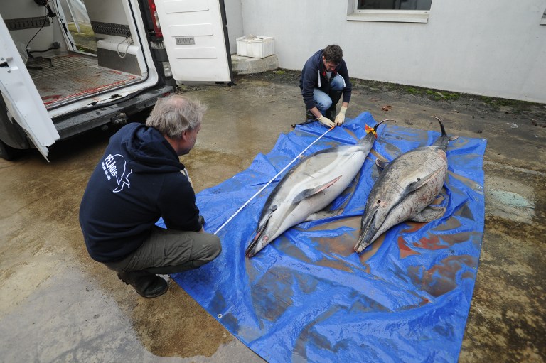Charente-Maritime : échouages mystérieux de 85 dauphins en quatre jours