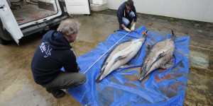 Charente-Maritime : échouages mystérieux de 85 dauphins en quatre jours