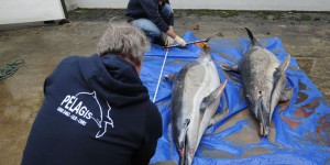 Enquête sur l'échouage mystérieux d'une centaine de dauphins sur la côte Atlantique 