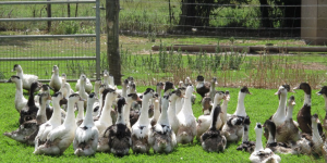 Grippe aviaire : vers un abattage de tous les canards des Landes