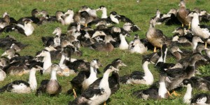 Grippe aviaire : abattage préventif de canards dans 93 communes supplémentaires