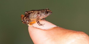 EN IMAGES. Inde : découverte de nouvelles grenouilles miniatures