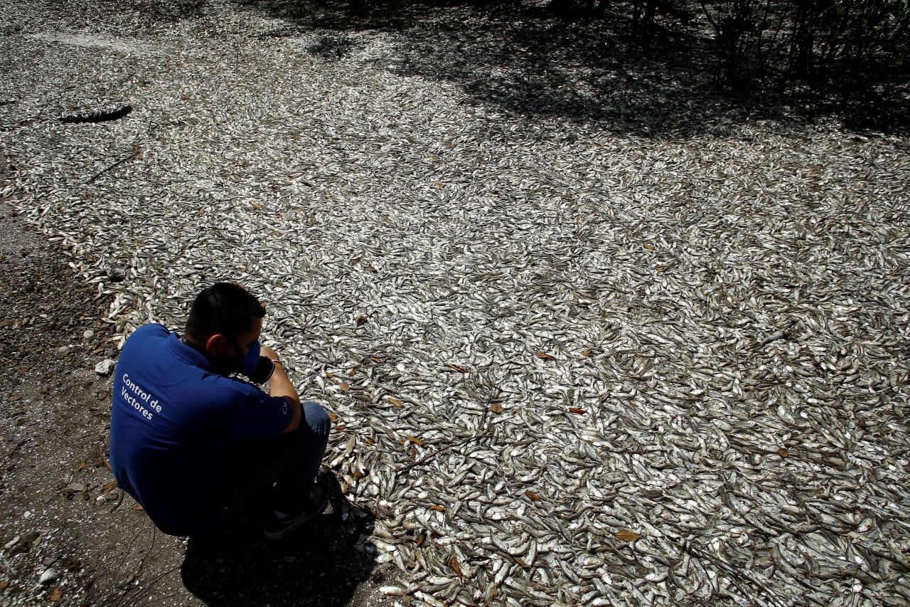 EN IMAGES. Des milliers de sardines échouées sur une plage du Costa Rica