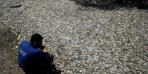 EN IMAGES. Des milliers de sardines échouées sur une plage du Costa Rica