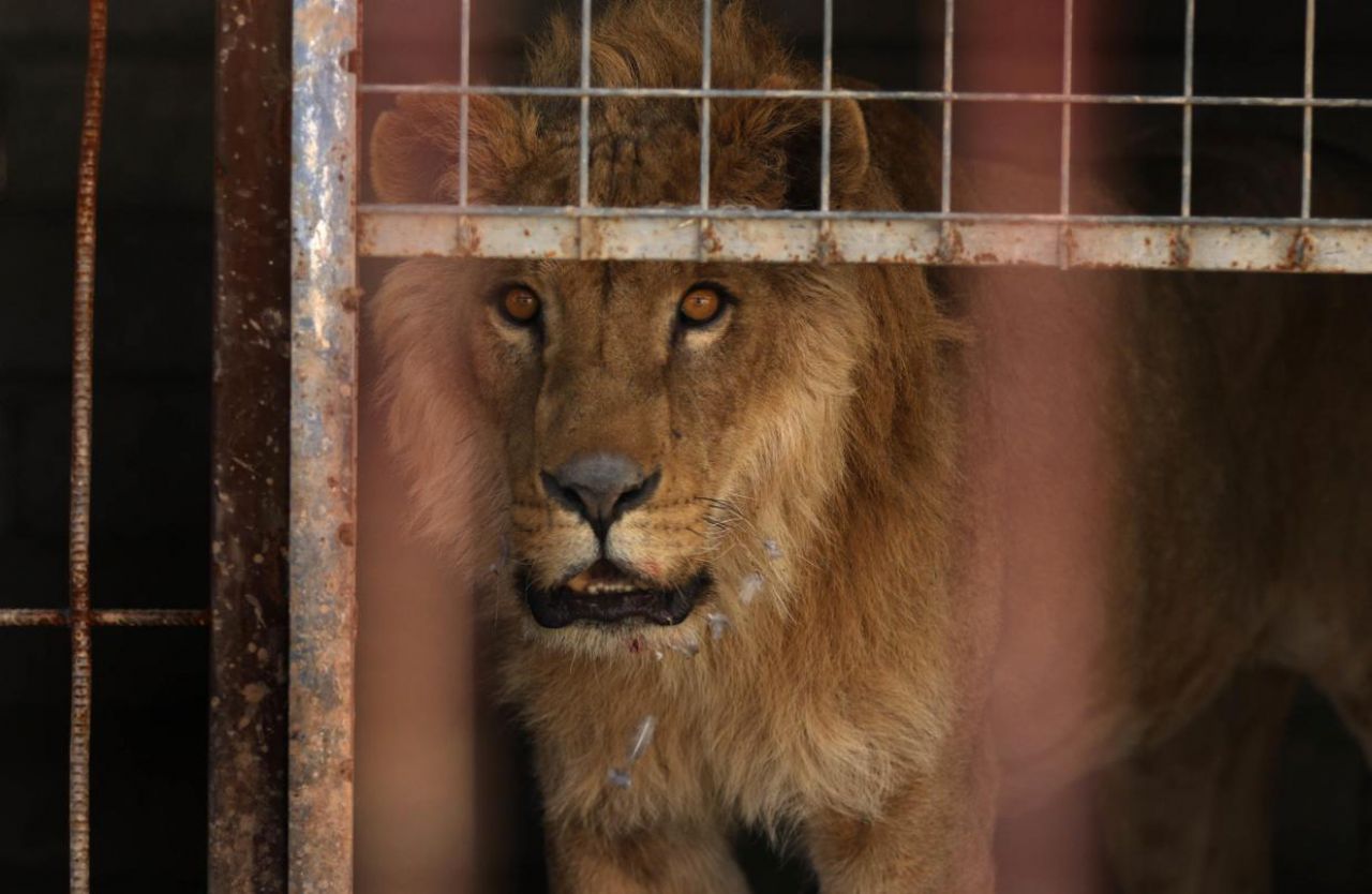 EN IMAGES. Mossoul : le lion Simba et l'ours Lula, derniers pensionnaires du zoo