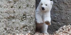 EN IMAGES. A Munich, premier pas en public pour un ourson polaire, espèce menacée