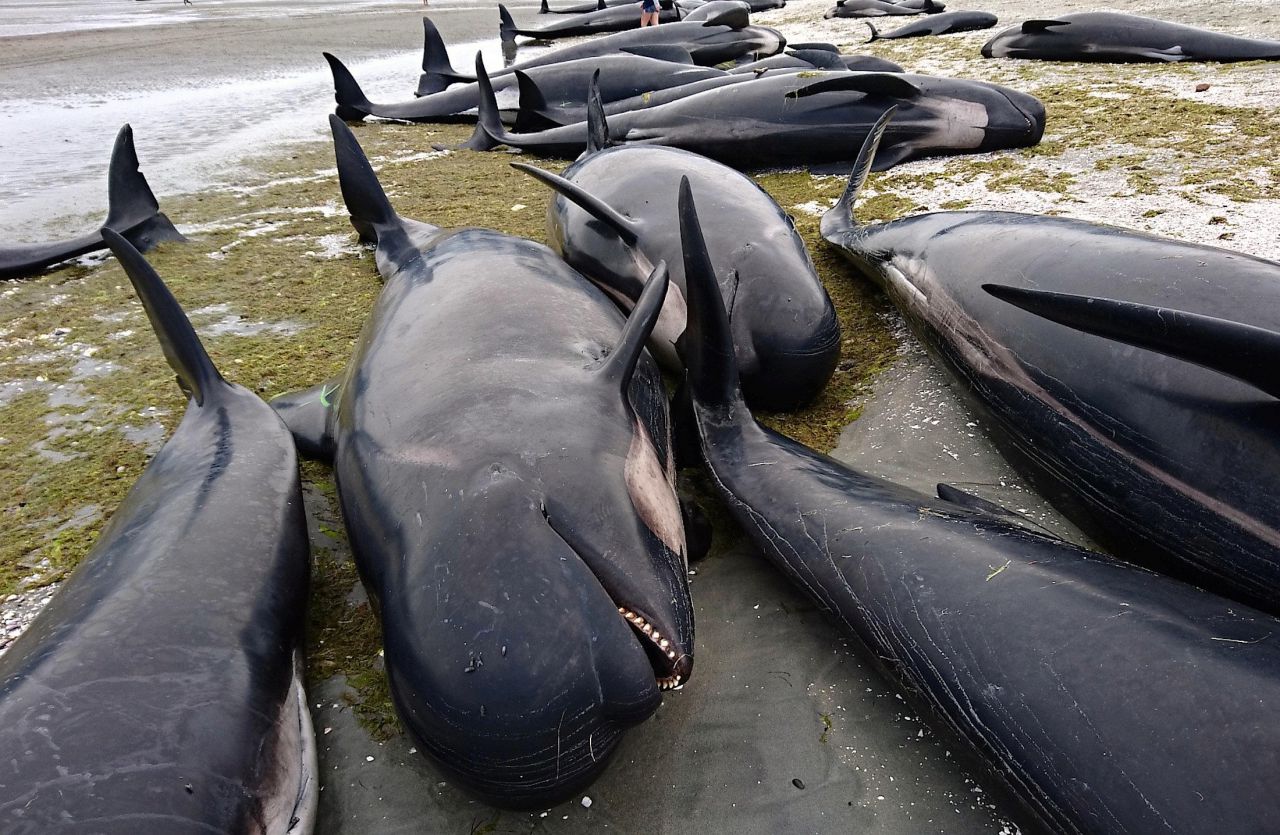 EN IMAGES. Nouvelle-Zélande : plus de 400 baleines s'échouent sur une plage