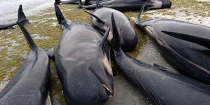 EN IMAGES. Nouvelle-Zélande : plus de 400 baleines s'échouent sur une plage