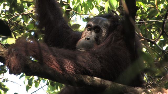 Indonésie : ils tuent et mangent un orang-outan, une espèce protégée