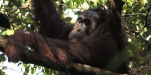 Indonésie : ils tuent et mangent un orang-outan, une espèce protégée