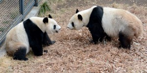 Japon : espoirs de bébé panda à Tokyo après un accouplement rarissime 