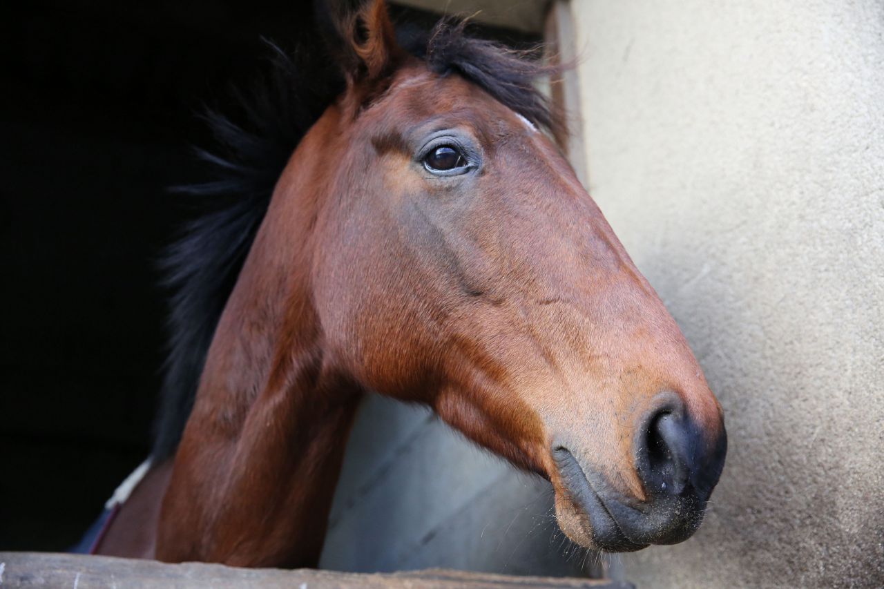 Maltraitance animale : 60 chevaux saisis par 30 millions d'amis en Mayenne