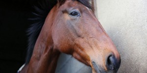 Maltraitance animale : 60 chevaux saisis par 30 millions d'amis en Mayenne