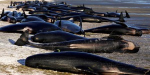 Nouvelle-Zélande : les carcasses de baleines échouées pourraient exploser