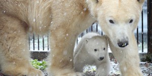 Première sortie pour l'ourson polaire du zoo de Mulhouse