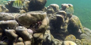 Au plus profond des océans, une contamination « extraordinaire » 