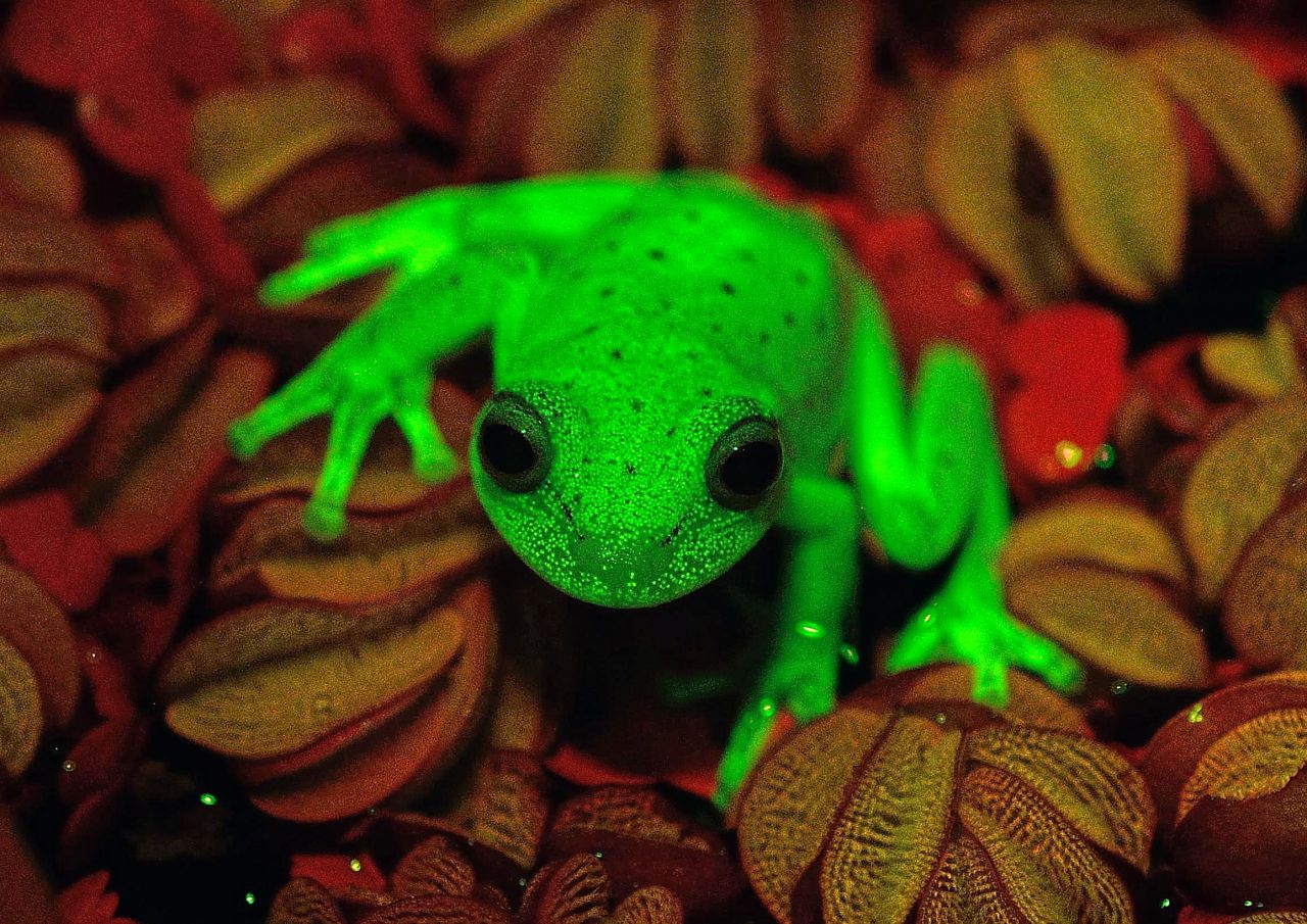 Argentine : première découverte mondiale de grenouilles fluorescentes