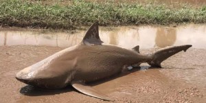 Australie : un requin se retrouve au milieu de la route, après le cyclone 