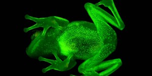 Une grenouille fluorescence découverte en Amérique du Sud 