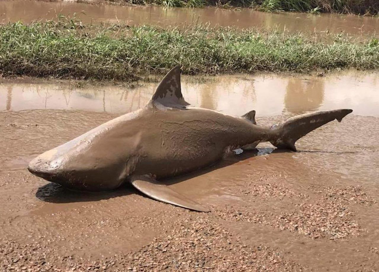 EN IMAGES. Inondations en Australie : des milliers d'évacués et... un requin sur la route