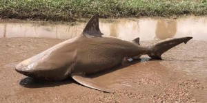 EN IMAGES. Inondations en Australie : des milliers d'évacués et... un requin sur la route