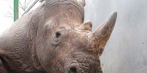 Marché noir : plus de 100 kg de corne de rhinocéros du Kenya saisis au Viêt Nam