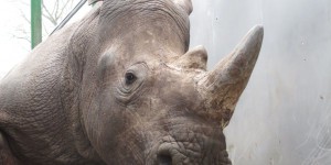 Rhinocéros tué au zoo de Thoiry : faut-il écorner les animaux pour les protéger ? 