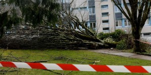 Tempête Zeus : trois lycéens grièvement blessés après la chute d'un arbre en Bretagne 