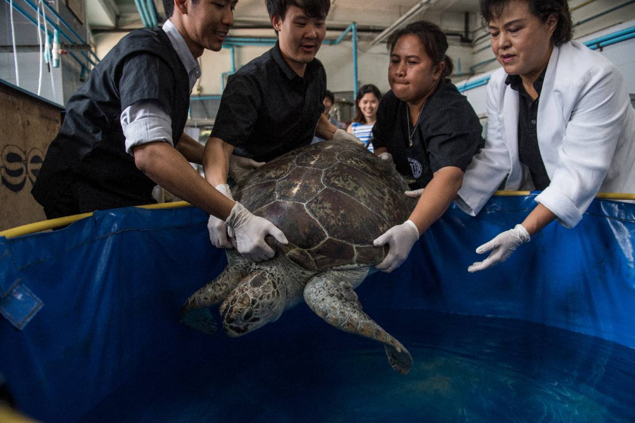 Thaïlande : la tortue «tirelire », qui avait avalé 915 pièces, est morte